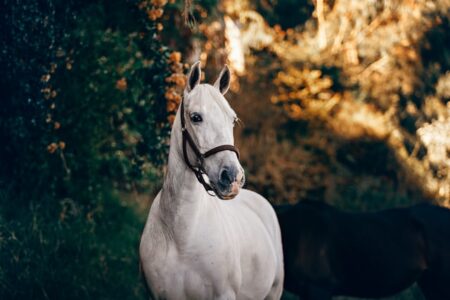2021年9月18日（土）注目馬☆推薦馬＆参考買い目