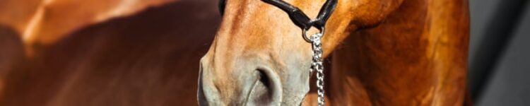 2022年5月8日（日）注目馬☆推薦馬＆参考買い目