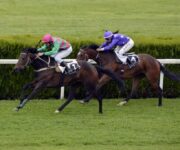horse-racing-1577292_1280