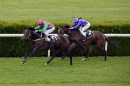 horse-racing-1577292_1280