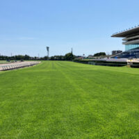 中山競馬